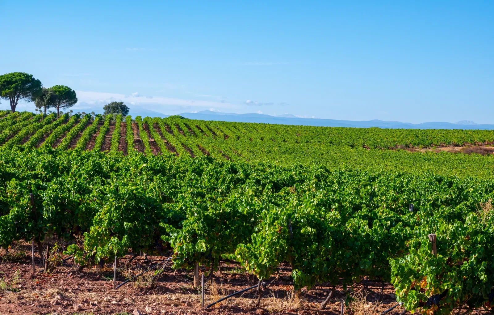 Domaine Tempier