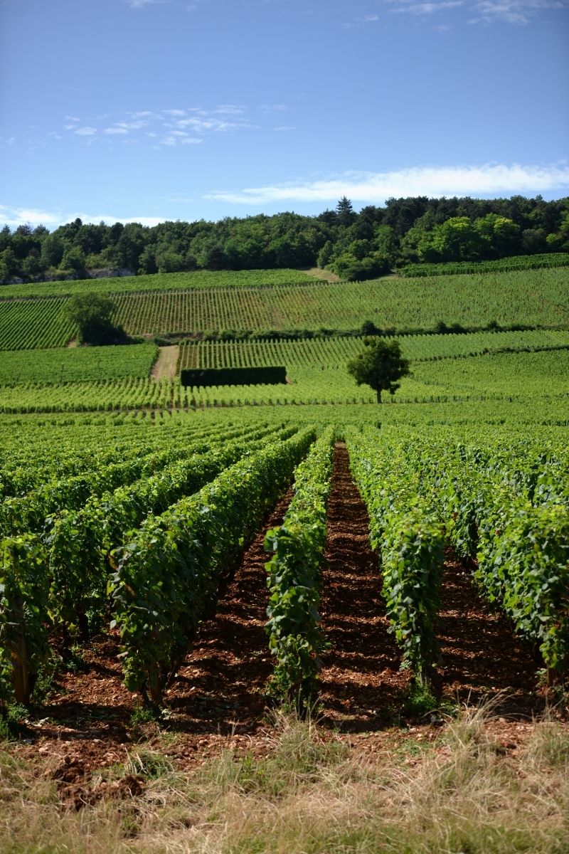 Domaine Ponsot