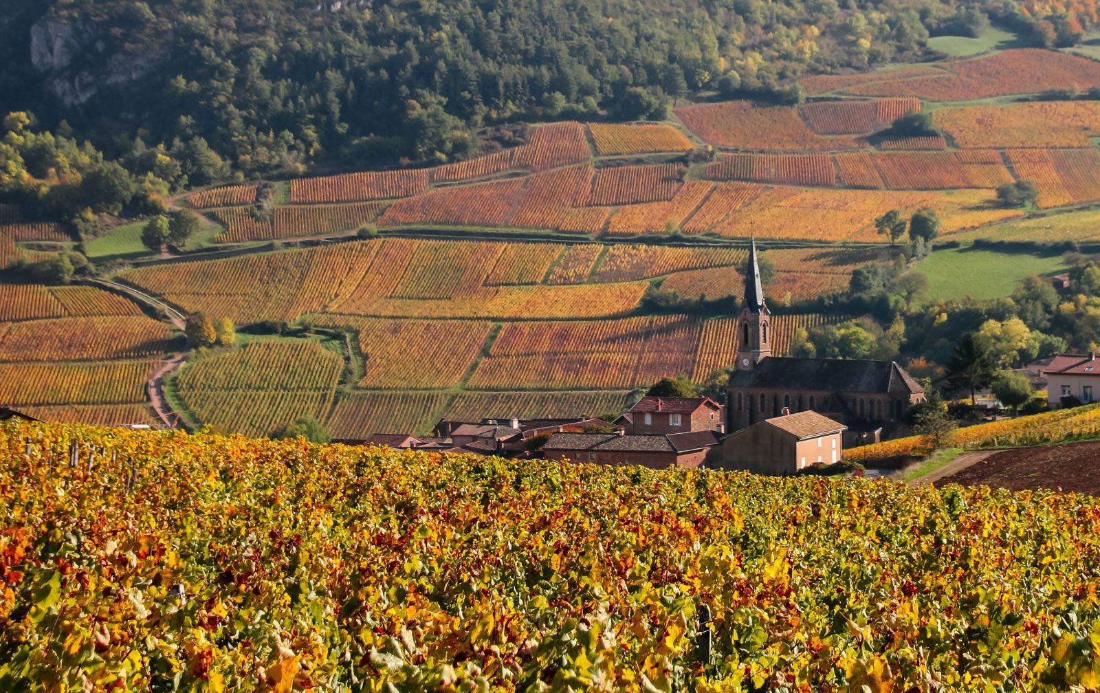Cave de Lugny