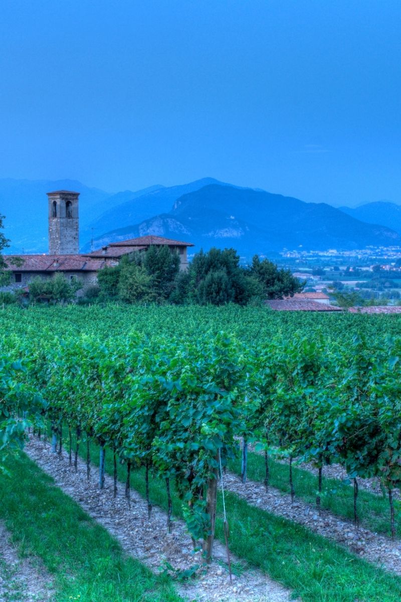 Ca' del Bosco