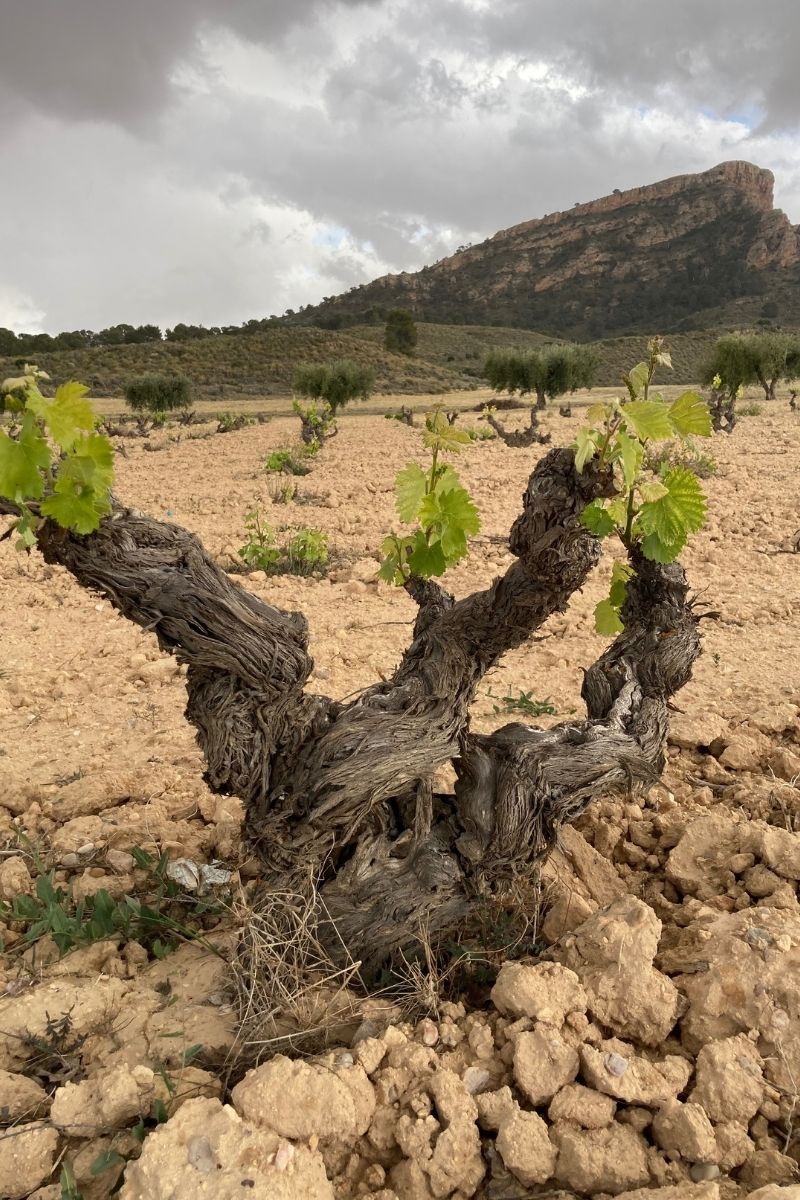 Vega Sicilia