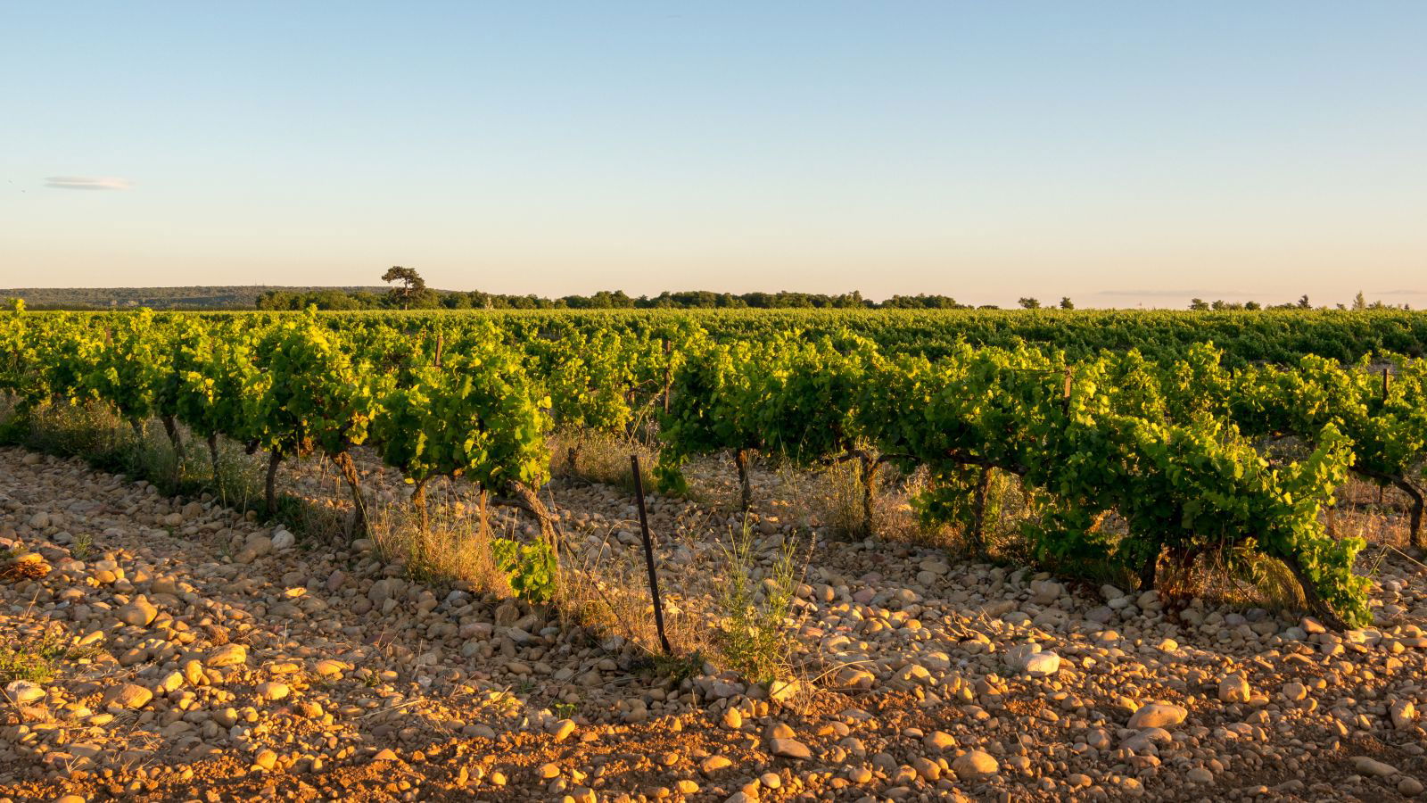 Domaine Hauvette 
