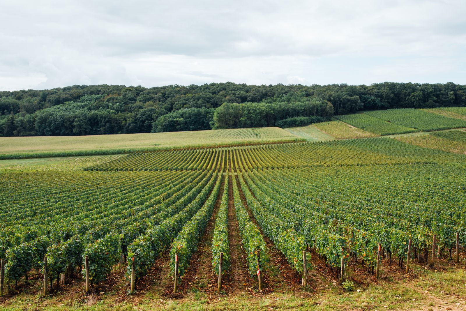 Domaine Clos de la Chapelle