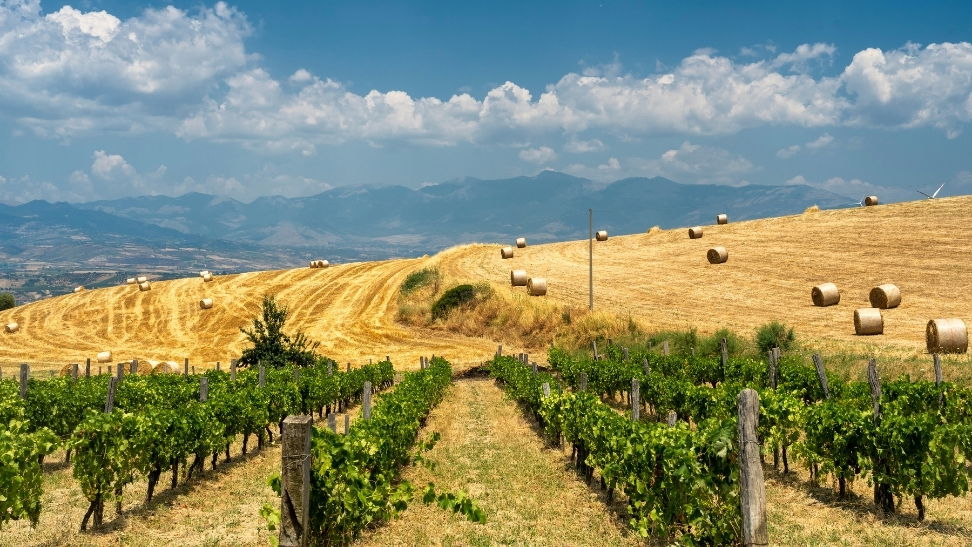 A Calabrian vineyard with terraced rows of Gaglioppo and Magliocco vines set along rocky hillsides near the Ionian coast, showcasing the region’s warm Mediterranean climate.