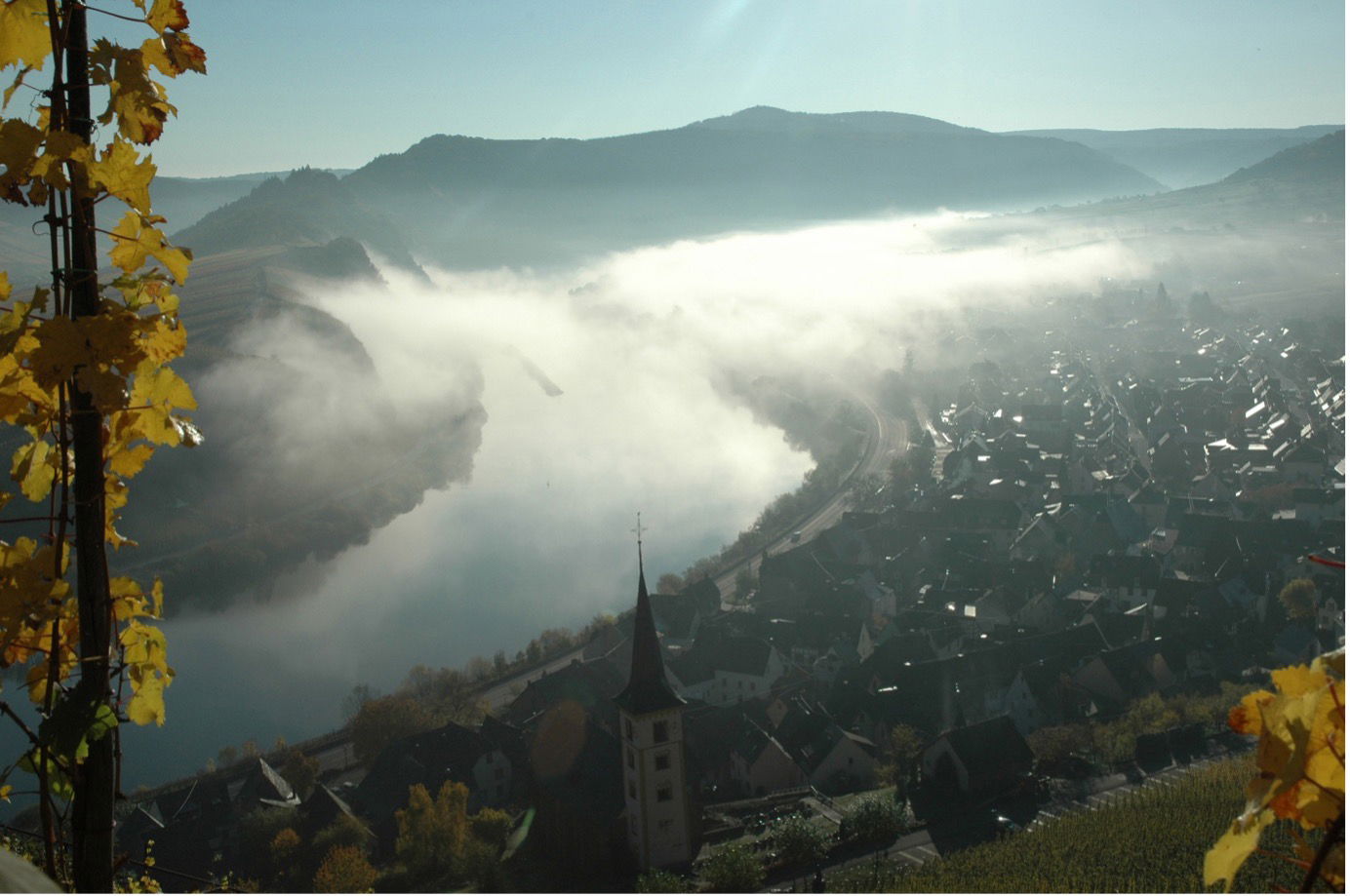 Steep Mosel vineyard overlooking the river near Bremm, with Riesling vines on slate slopes in morning mist