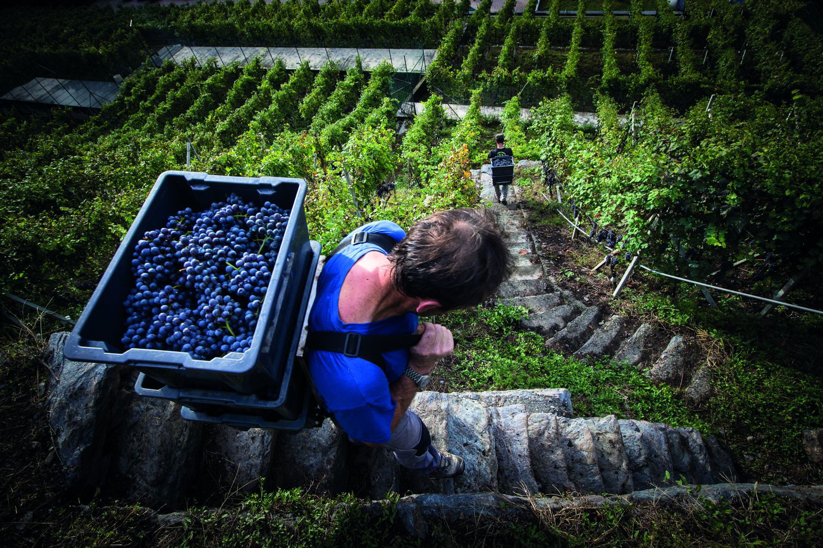 Harvesting at ARPEPE. Beniamino Pisati