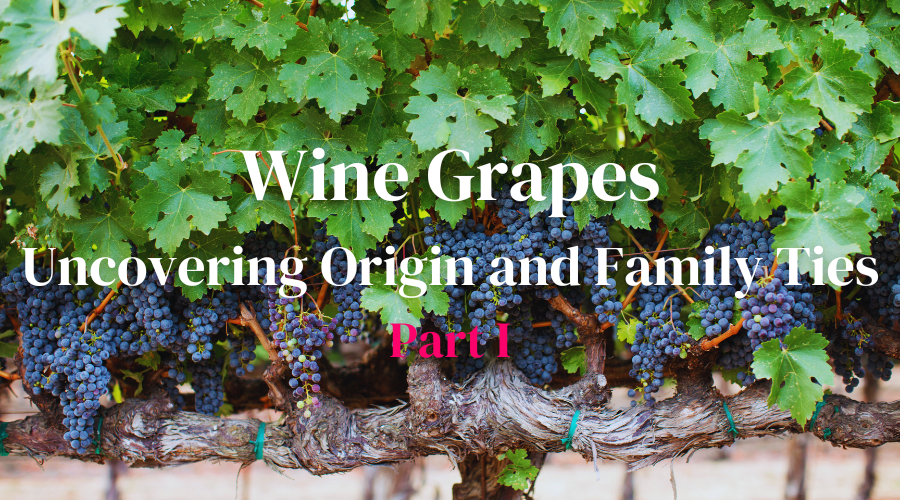 Wine Grapes:  Uncovering Origin and Family Ties - Part I