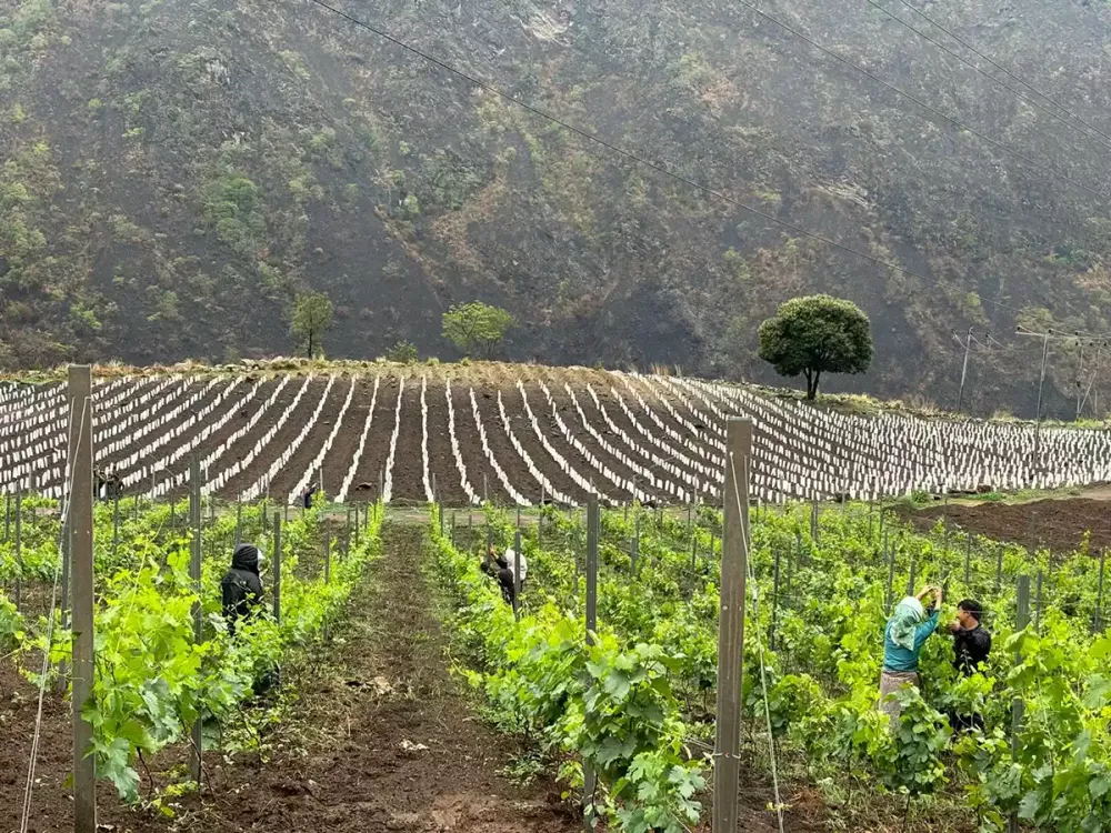 Wine as worlding: Bhutan’s path into fine wine