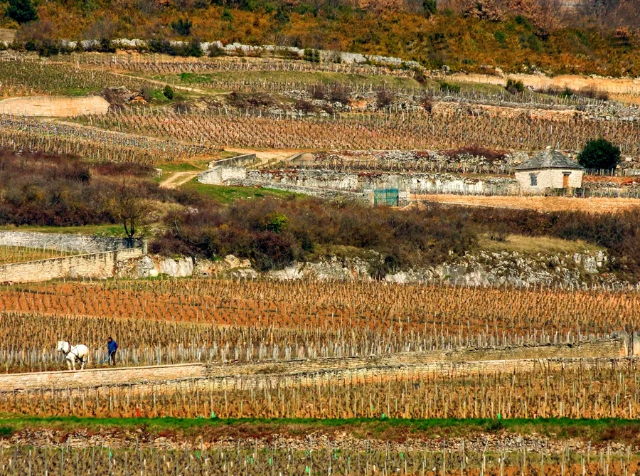 Domaine Jean-Noël Gagnard in Chassagne-Montrachet