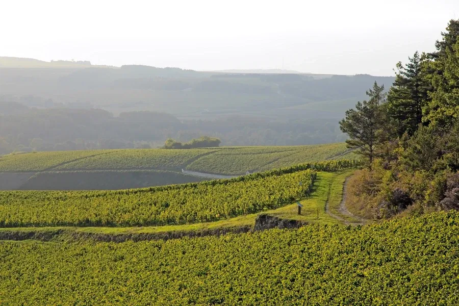 Domaine William Fèvre in Chablis