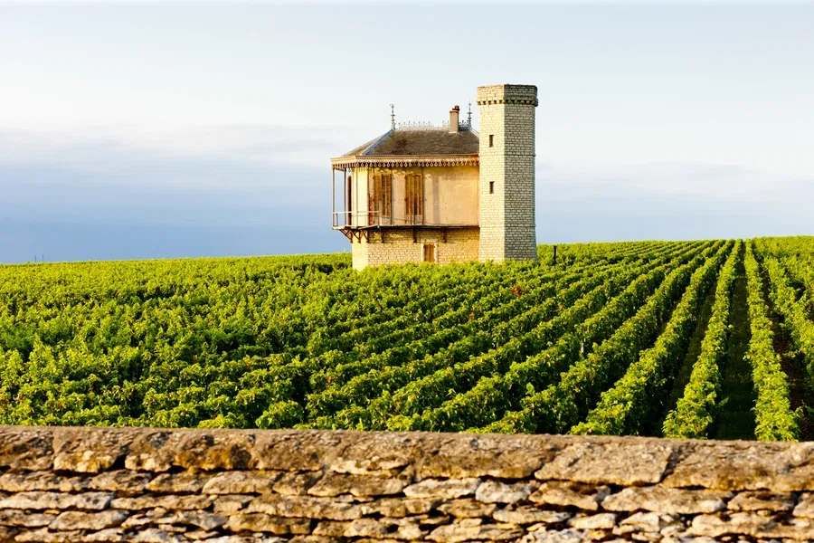 Château de la Tour in Vougeot