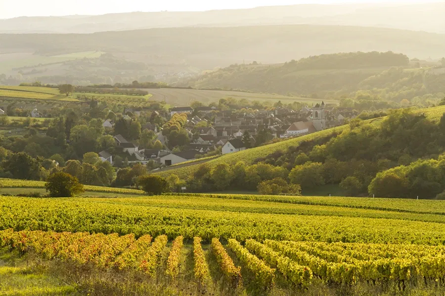 Domaine Colinot, Irancy