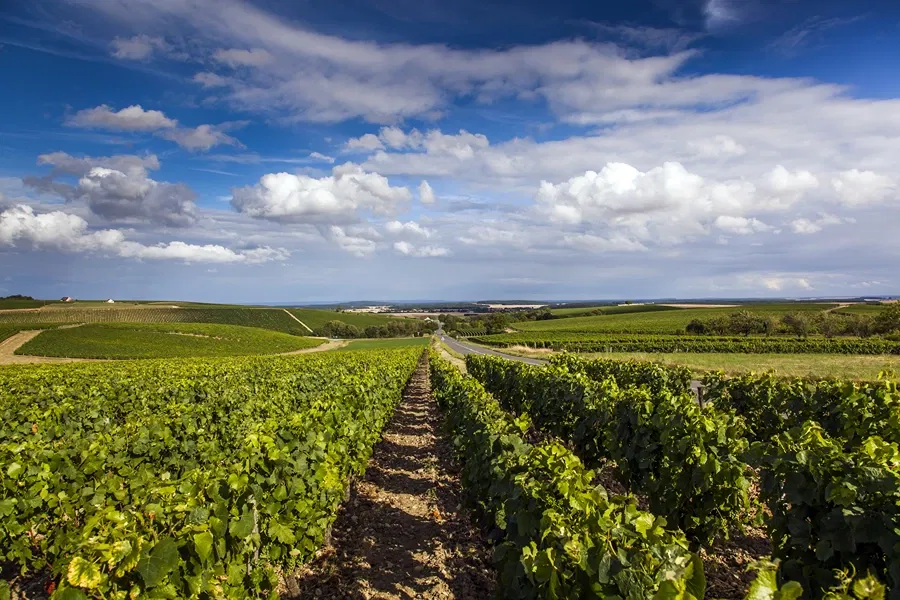 Domaine Jean-Hugues et Guilhem Goisot, St Bris de Vineux