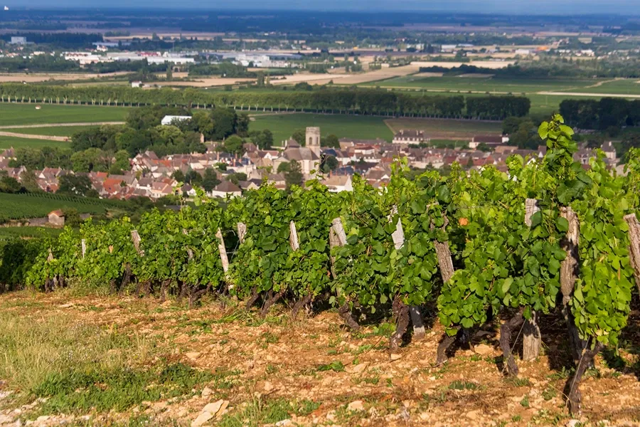 Domaine Sylvain Pataille, Marsannay