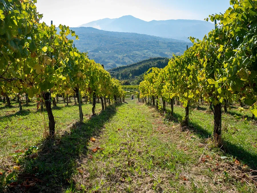 Cantine degli Astroni