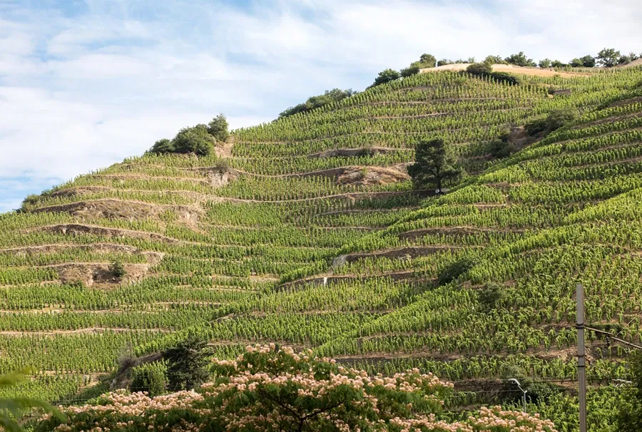 Domaine Yves Cuilleron