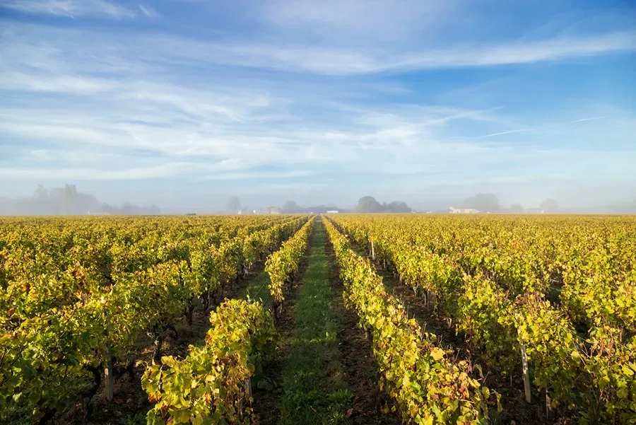 1st Grand Cru Classé Château Suduiraut