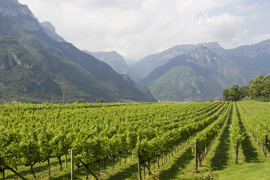 San Leonardo - Vigneti delle Dolomiti IGT