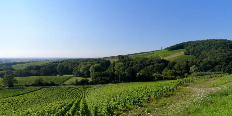 Domaine de la Grange Tiphaine 