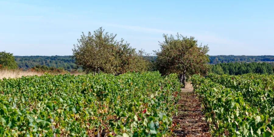 Domaine Bernard Baudry 