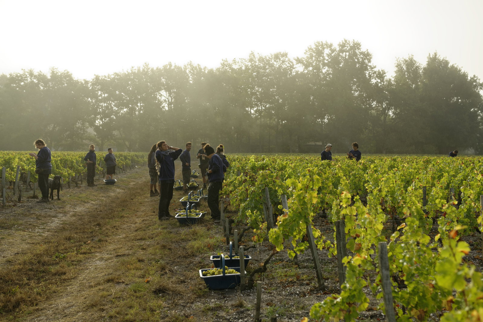 Is White Wine the Future of Bordeaux?