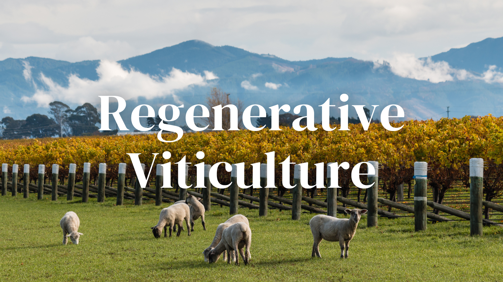 Regenerative Viticulture