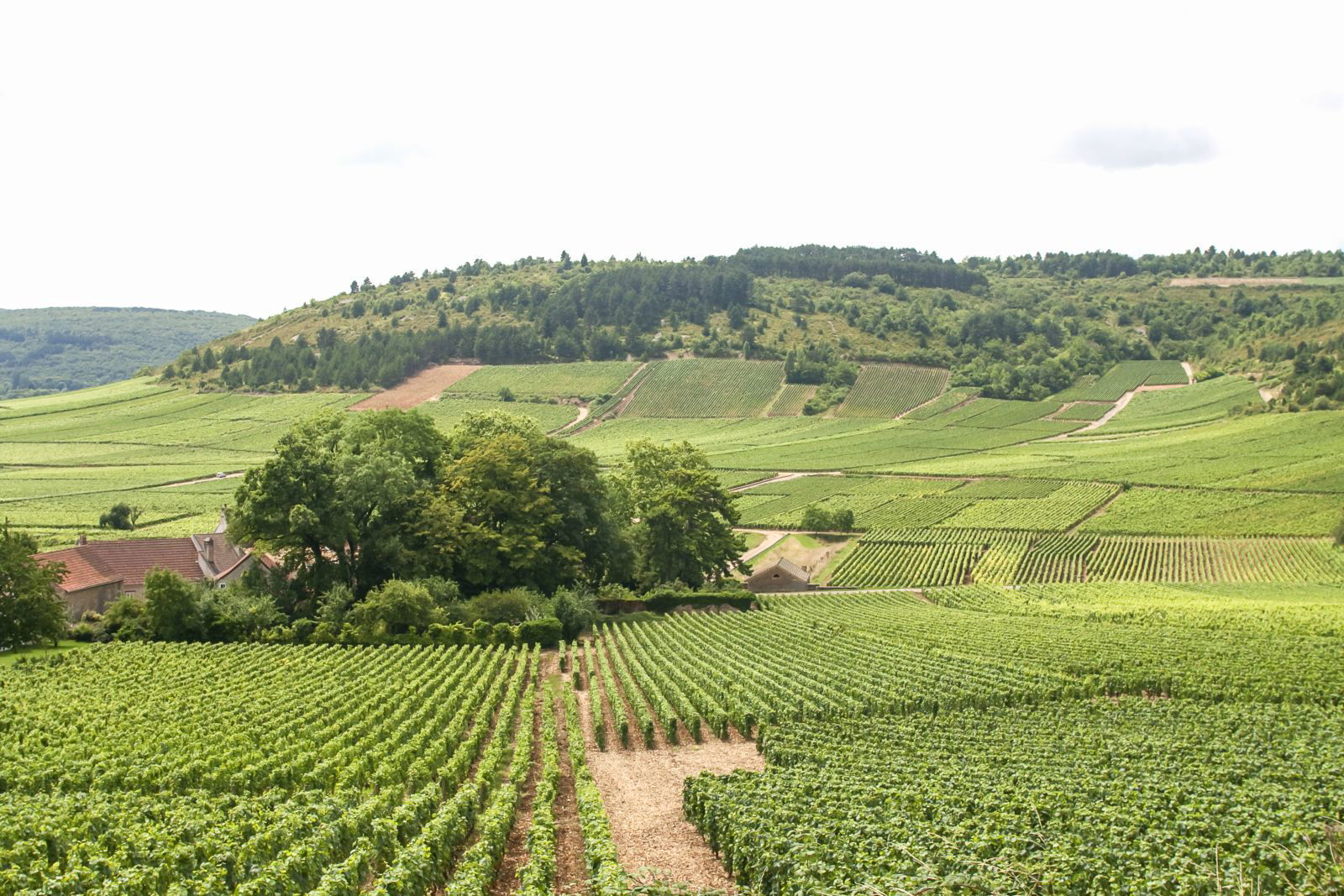 Bourgogne hillside vineyard planted with Aligoté, illustrating the terroir and vineyard conditions shaping this historic white wine grape.