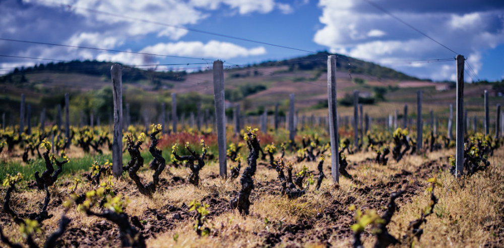 Old Vines: Solutions for the Future