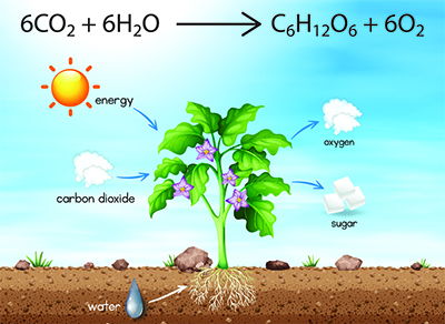 Common Knowledge: Photosynthesis