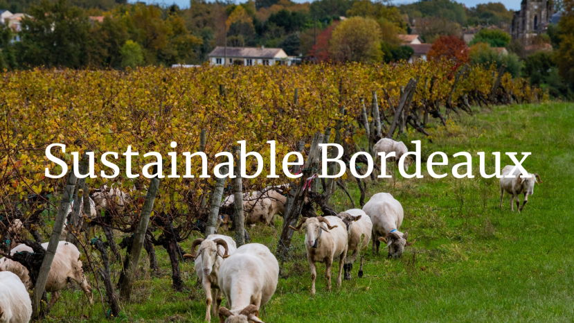 Sustainable Bordeaux with Romana Echensperger, MW