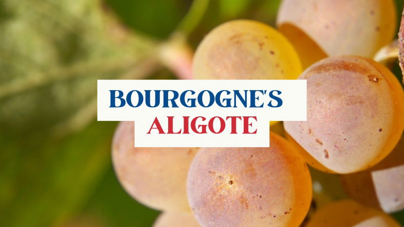 Exploring Bourgogne’s Second White Grape : Aligoté with Robin Kick, MW