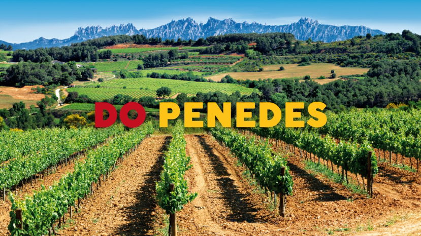 DO Penedès: A Land of History and Tradition that Looks Towards the Future with Álvaro Ribalta MW