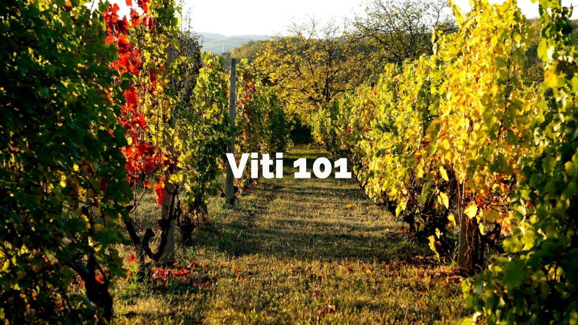 Viti 101: An Introduction to Viticulture with Tracy Kamens