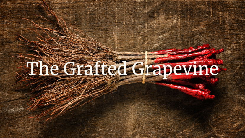 The Grafted Grapevine  Part II: How to Maintain Diversity?