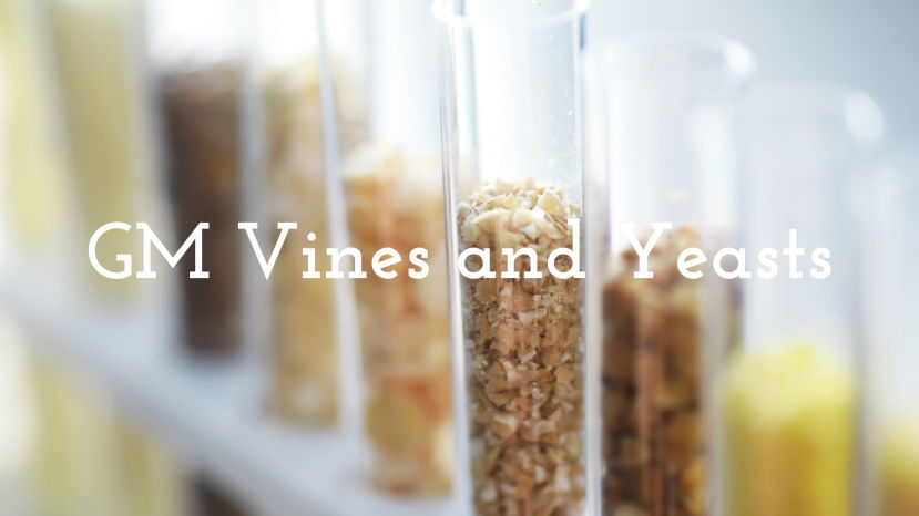 Genetically Modified Vines and Yeasts with Christy Canterbury MW