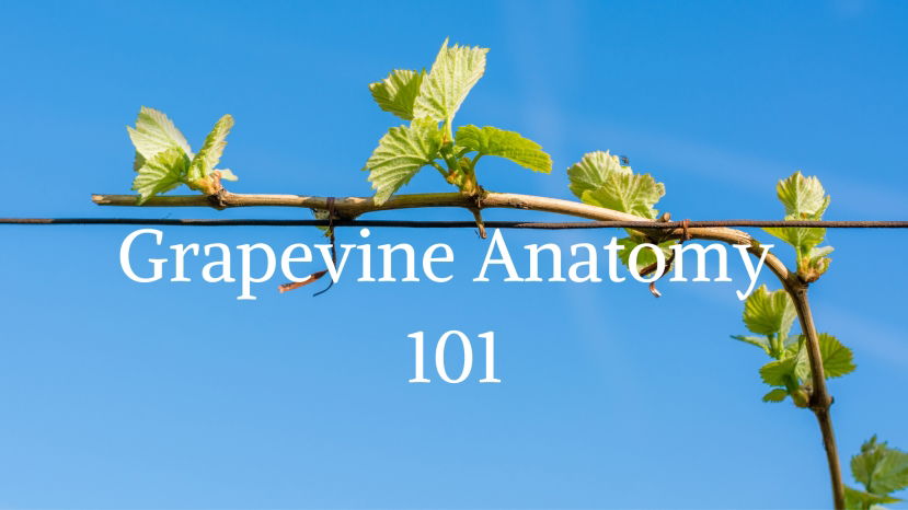 From the Ground Up: Grapevine Anatomy 101 with Nova Cadamatre MW