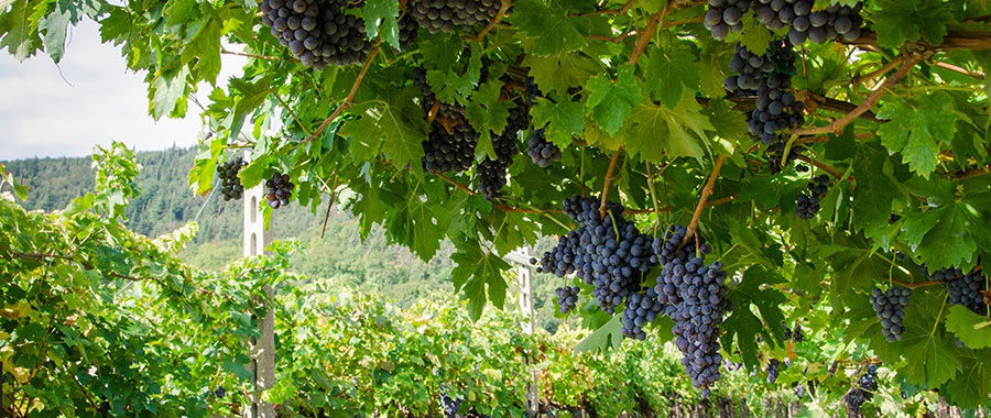 The grape varieties of Italy’s Veneto region