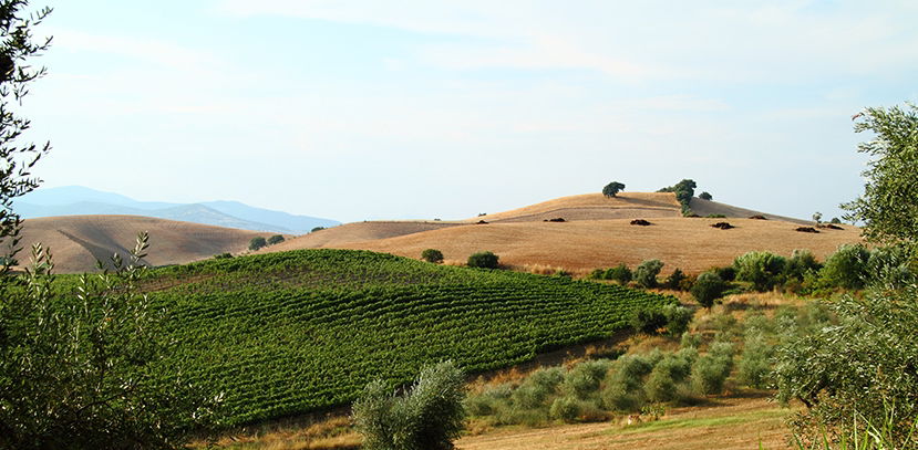 A Guide to Lesser-known Tuscan Reds: From Carmignano to Montecucco