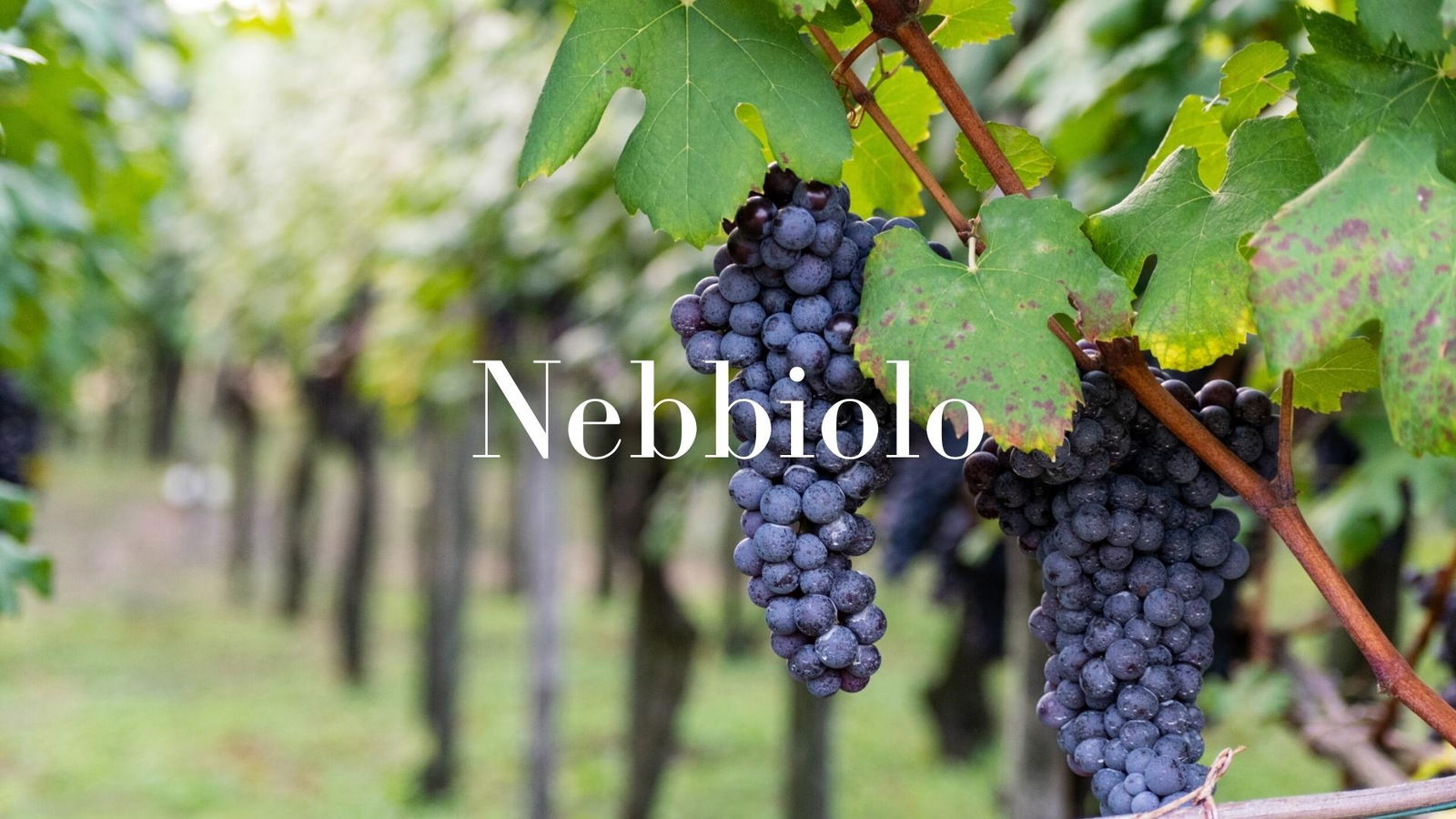 WSG Studio Nebbiolo The king of Italian red grapes with Ciro Pirone