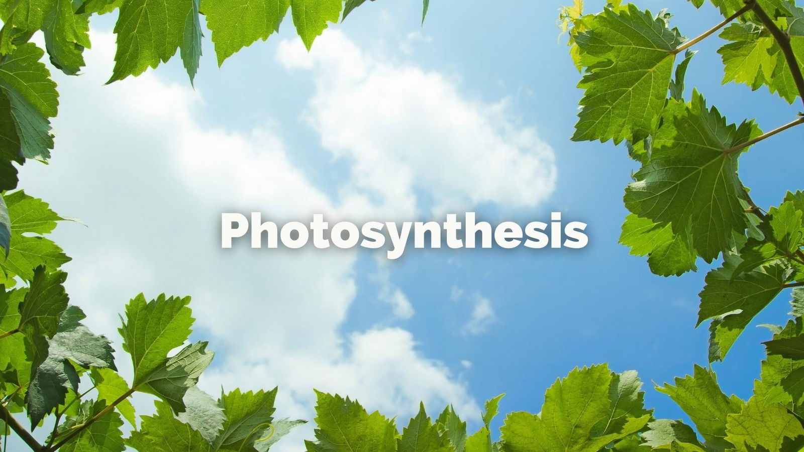 Photosynthesis with Lisa Airey, CWE, FWS