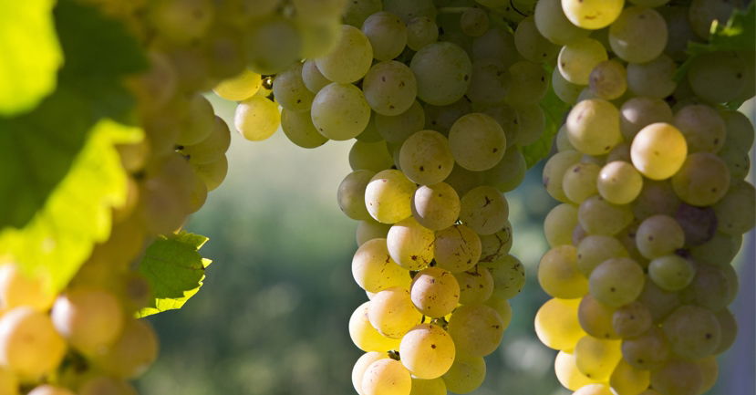 5 Trending Italian White Grape Varieties