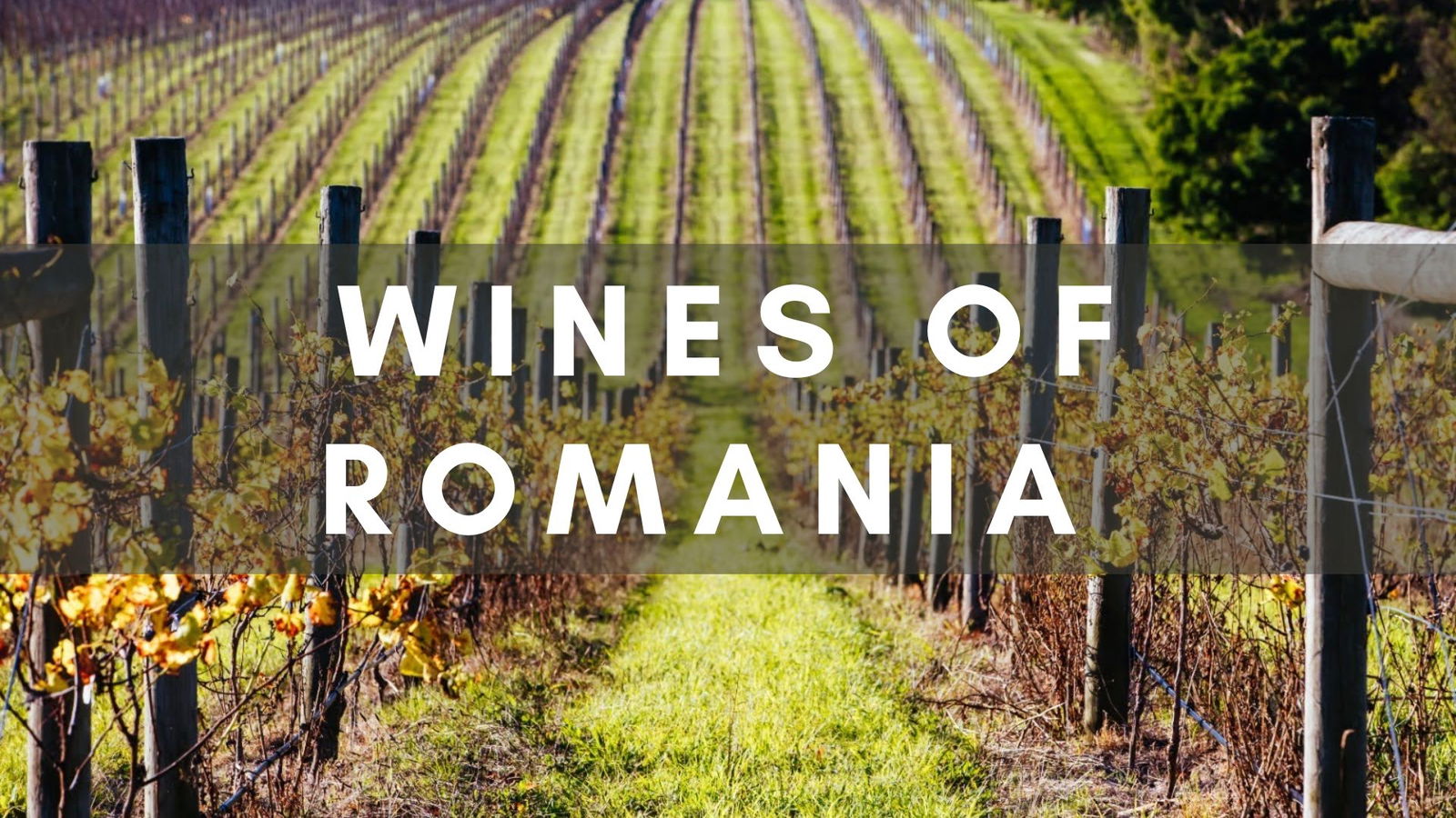 Wines of Romania with Marinela Ardelean