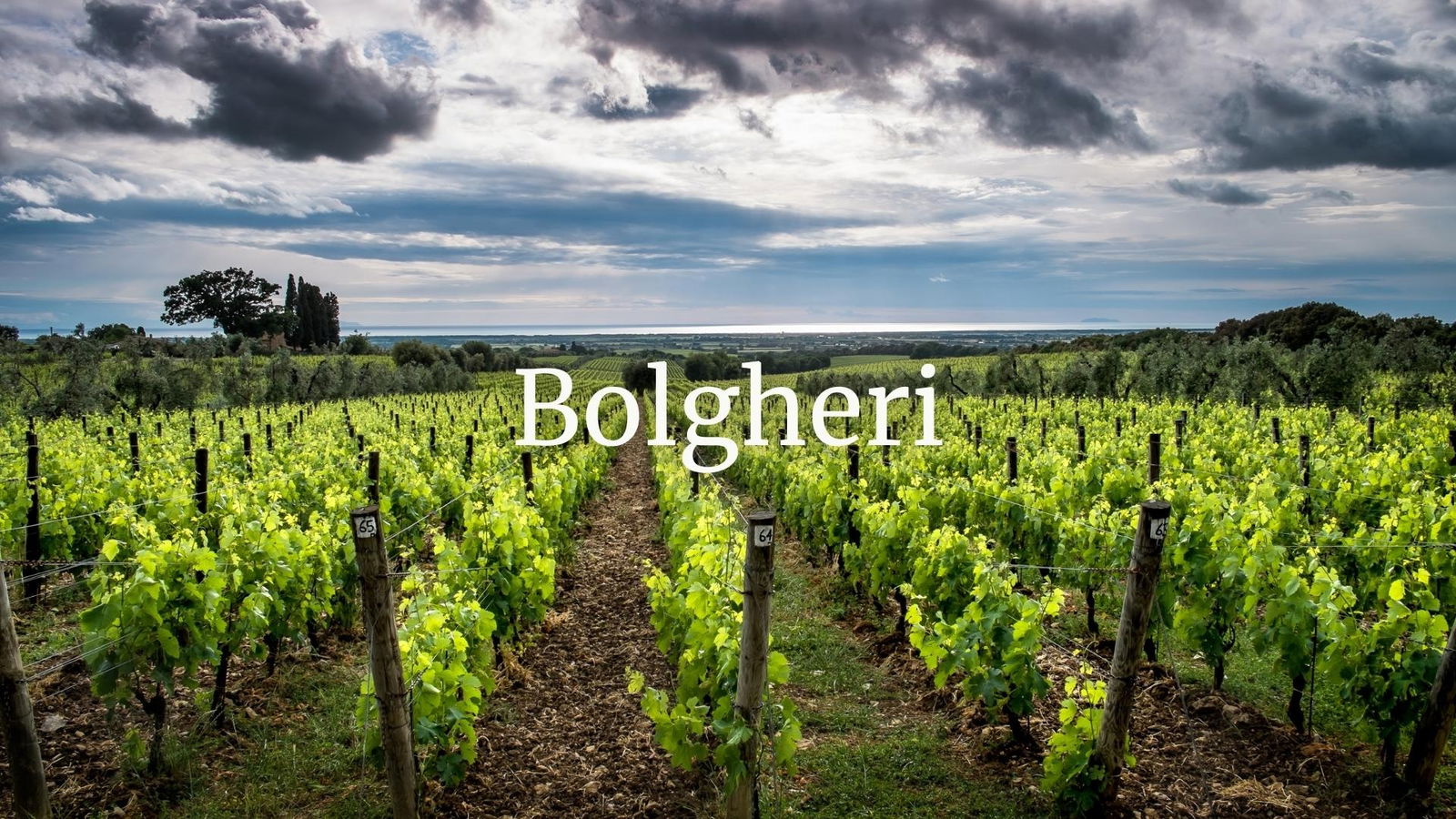 Past, Present and Future of the Bolgheri DOC with Andrea Eby