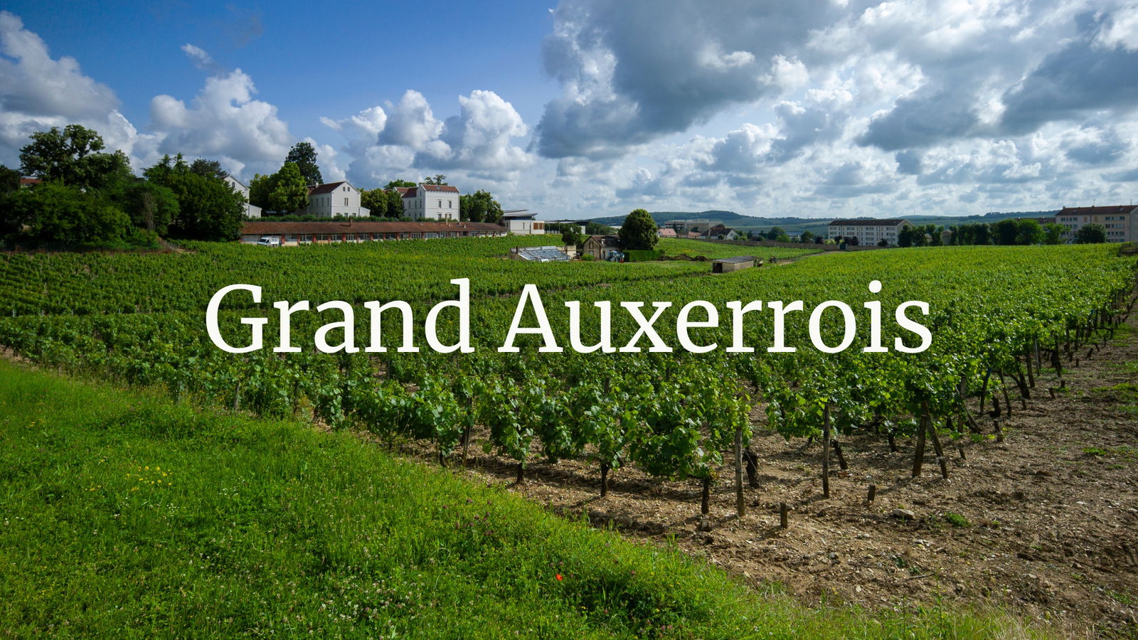 Grand Auxerrois with Ola Bergman