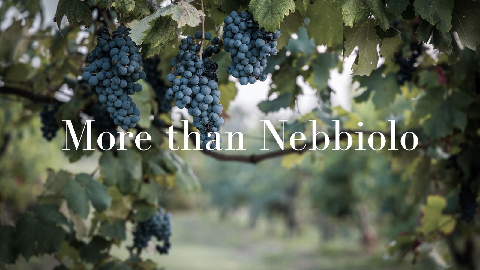 More than Nebbiolo – Delving into Piedmont’s Lesser Known Indigenous Varieties with Robin Kick MW