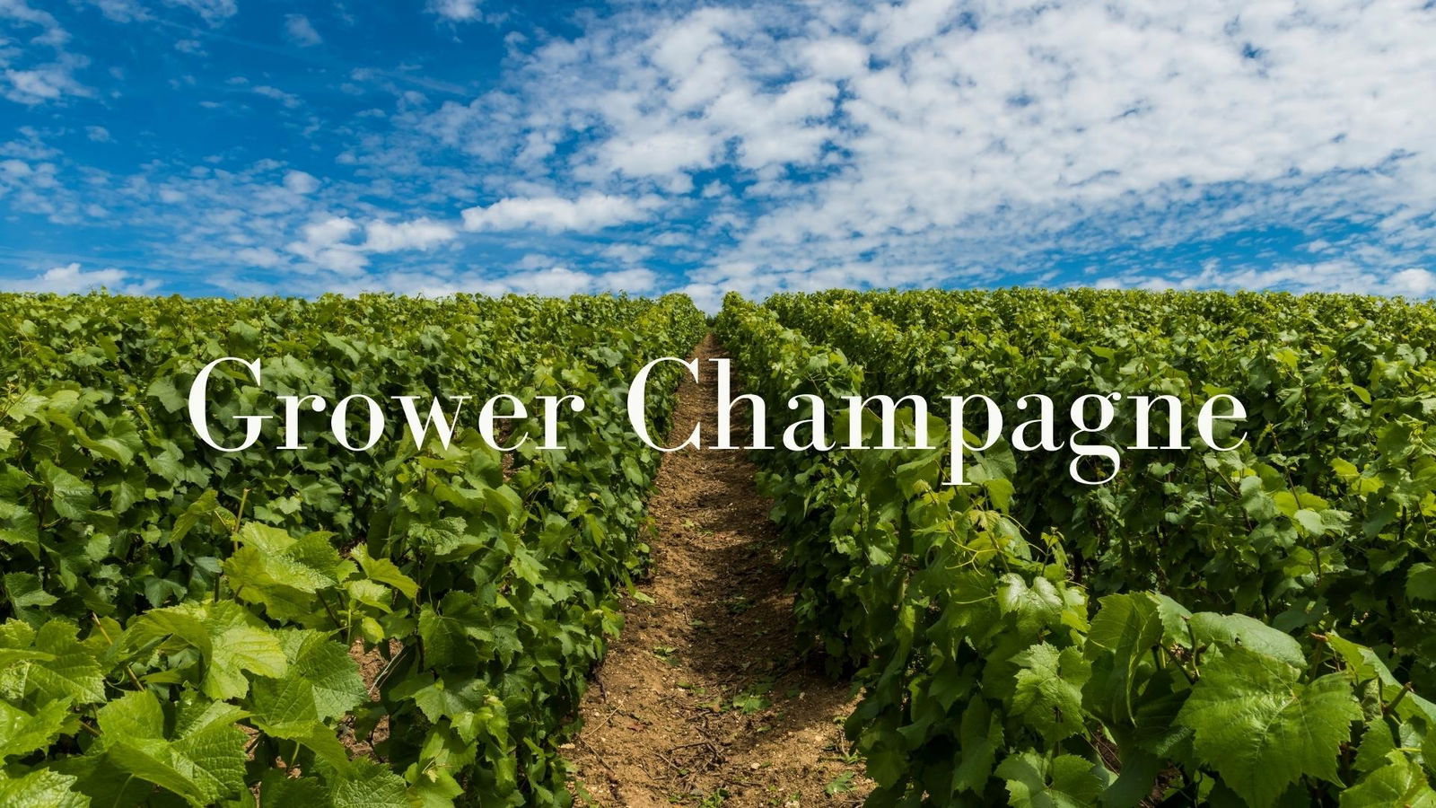 Grower Champagne with Peter Liem