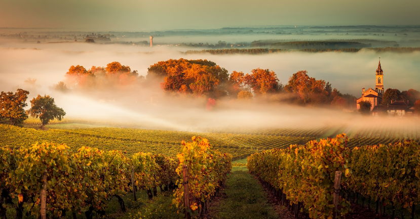 Wine Trends in 2020: Bordeaux by the Numbers