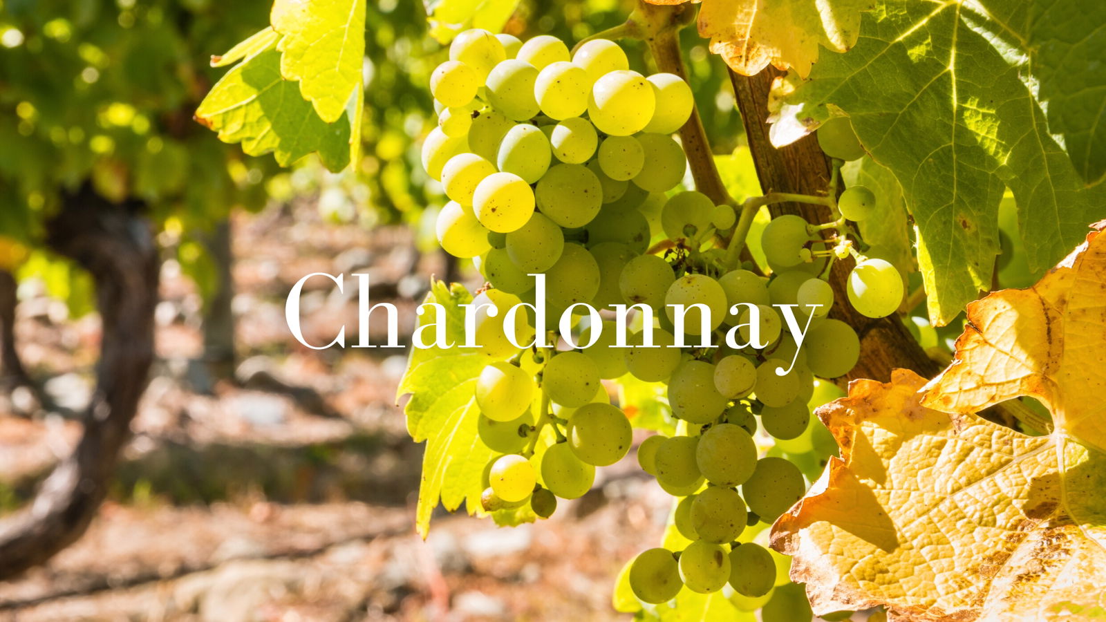 Undiscovered Diversity of Chardonnay with Christy Canterbury, MW