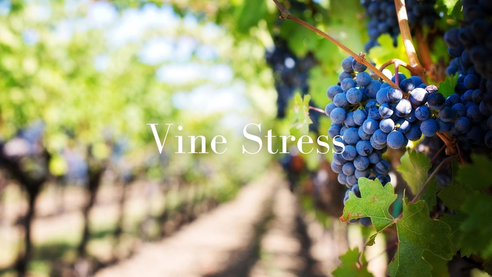 Vine Stress with Christy Canterbury MW