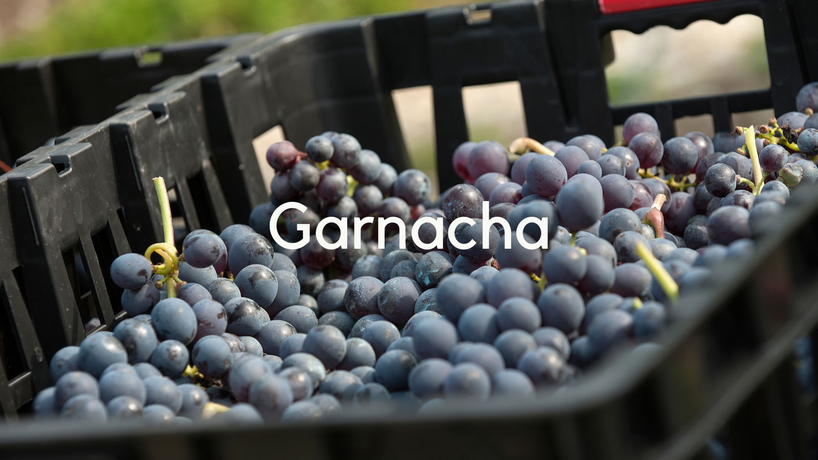 Garnacha: Rooted in Spain with Pedro Ballesteros Torres MW